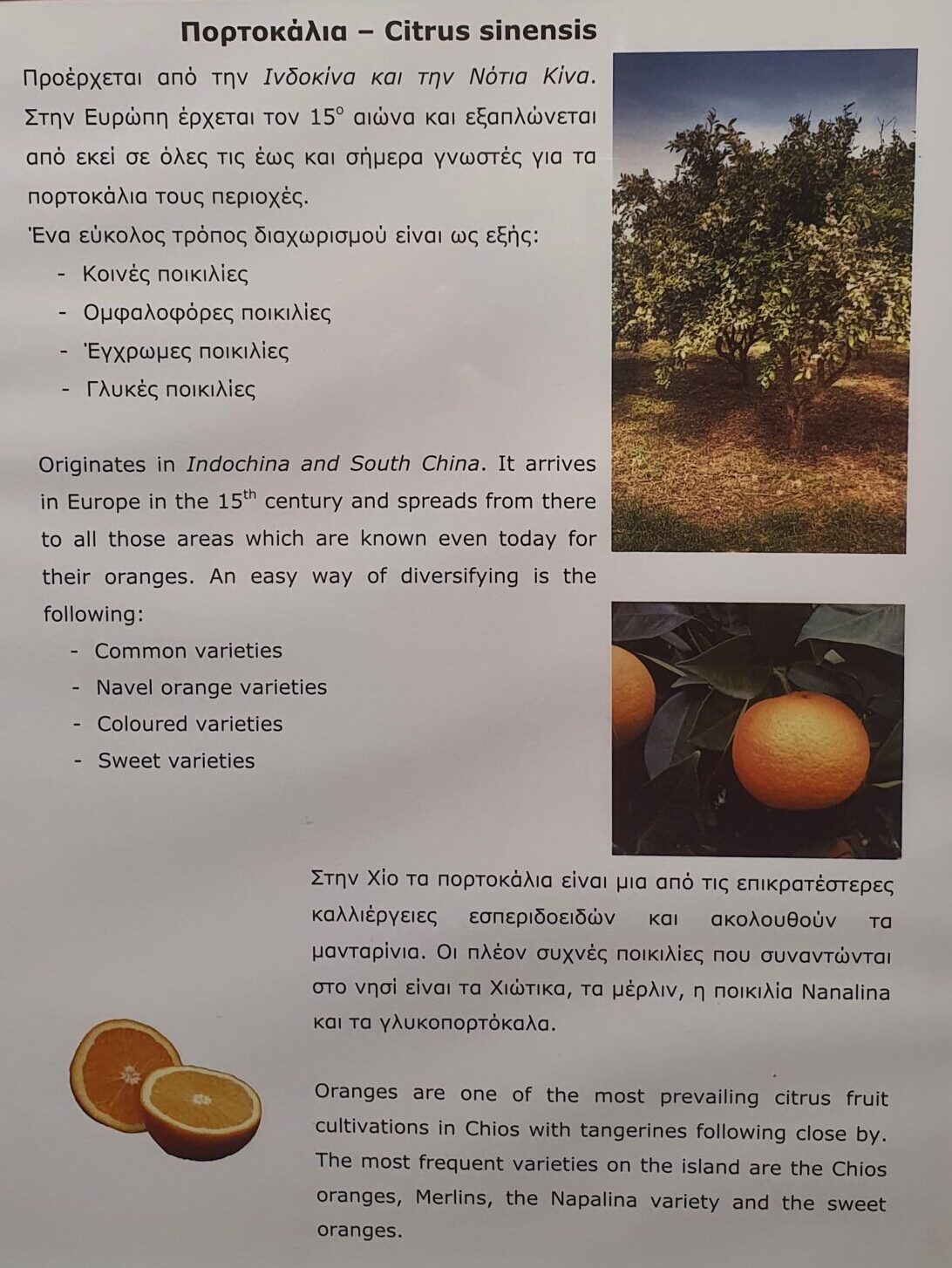CitrusTrees im Citrus Museum auf Chios Greece