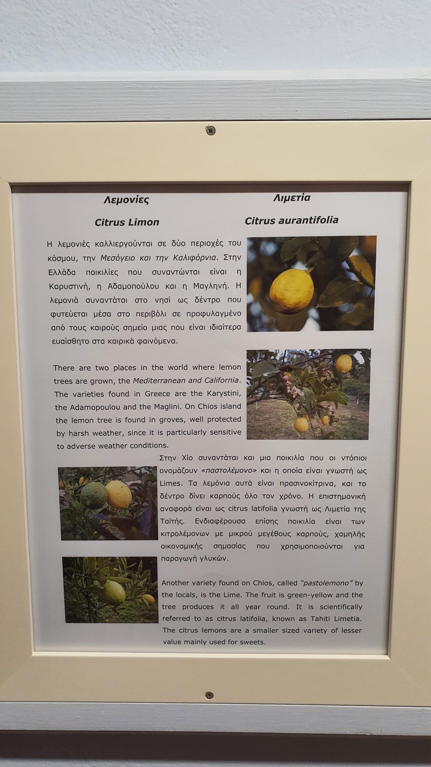 CitrusTrees im Citrus Museum auf Chios Greece