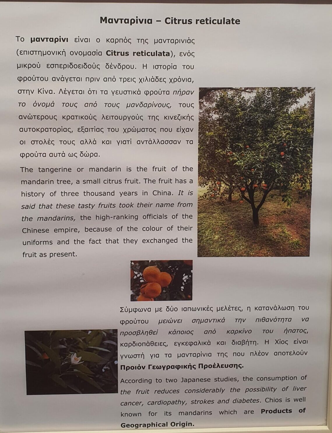 CitrusTrees im Citrus Museum auf Chios Greece