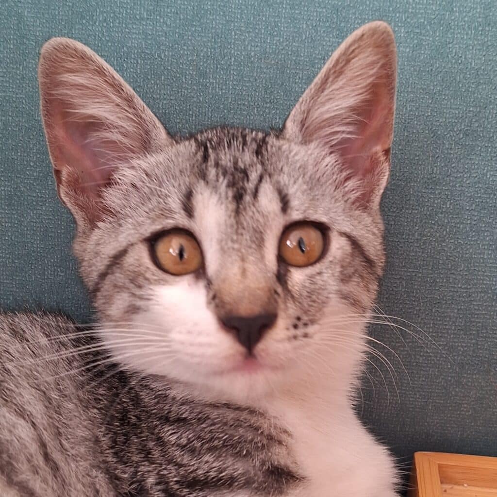 Grisu